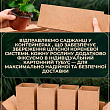 LMTD Полуниця ремонтантна "Toscana" (горшкове, тривале плодоношення)