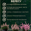 Верес вічнозелений "Libra" купить