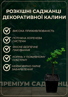 Калина складчатая "Janny"(Viburnum plicatum "Janny")11