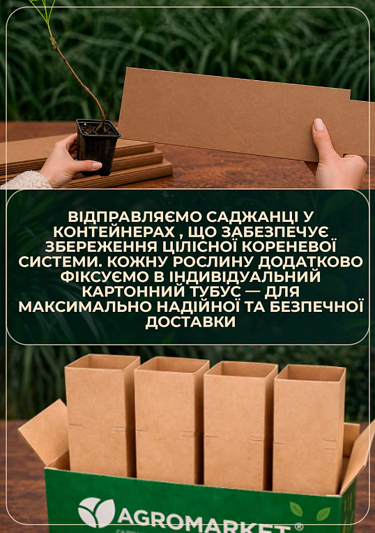 Каштан зеленый "Конский" (самая популярная разновидность) высота 20-50см - фото 6