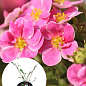 Перстач чагарниковий 2-х літній "Pink Paradise", С1.5