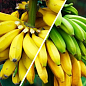 Банан, комплект из 2-х сортов "Восточная красавица" (Oriental beauty) 2шт саженцев