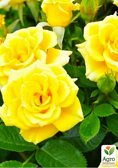 Троянда чайно-гібридна "Бероліна" (саджанець класу АА +) вищий сорт2
