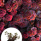 Очиток ложный "Кровь Драконов" (Sedum spurium "Dragons Blood")