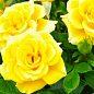 Троянда чайно-гібридна "Бероліна" (саджанець класу АА +) вищий сорт