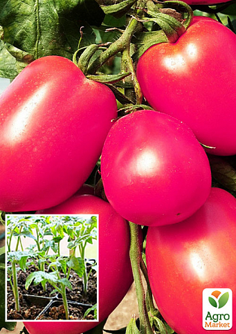 Розсада Томат «Де-Барао Гігант Рожевий» (фермерське вирощування), 1шт в упаковці