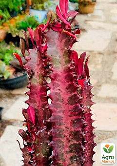 Еуфорбія Трігона "Rubra" (висота 80-100см) 1