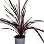 LMTD Корділіна "Red Star" (висота 40-60см) купить