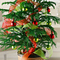 Араукария (Araucaria heterophylla) комнатная ель (высота 30-45см)