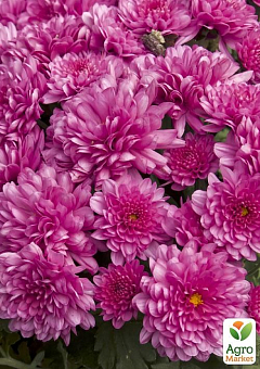 Хризантема Садова «Beautiful Rose» (висота 30-50см)29