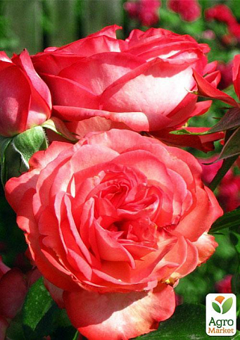 Роза плетистая "Antikе" (саженец класса АА+) высший сорт - фото 2
