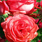 Роза плетистая "Antikе" (саженец класса АА+) высший сорт купить