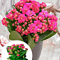 Каланхоэ Блоссфельда "Paars" (Kalanchoe Blossfeldiana) (Нидерланды)