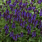 Шалфей Дубравный "Blue Marvel"