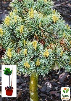 Сосна на штамбе "Беран" (Pinus parviflora "Beran") С2, высота от 30-50см2