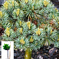 Сосна на штамбе "Беран" (Pinus parviflora "Beran") С2, высота от 30-50см