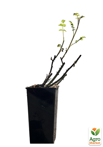 Троянда чайно-гібридна "Хай меджік" у контейнері, вищий сорт - фото 5