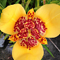 Тигридия "Желтая" 5шт
