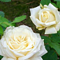 Троянда чайно-гібридна "Вайт Симфоні" (саджанець класу АА +) вищий сорт NEW купить