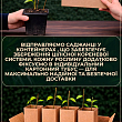 Бузок  у контейнері "Анабель" цена