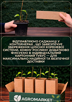 Сирень  в контейнере "Анабель" 5