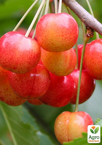 Черешня розовая "Космическая" (летний сорт, средний срок созревания)