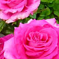 Роза чайно-гибридная "Топаз" (саженец класса АА+) высший сорт