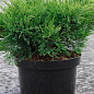 Ялівець середній "Mint Julep" (ком/сітка) діаметр 100-120 см