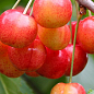 Черешня розовая "Космическая" (летний сорт, средний срок созревания)