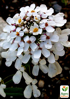 Иберис белый "Гиацинтоцветковый" (в банке) ТМ "Весна Органик" 5г1