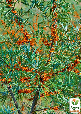 Облепиха "Жемчужница" (мальчик+девочка) комплект 2шт (средний срок созревания) - фото 5