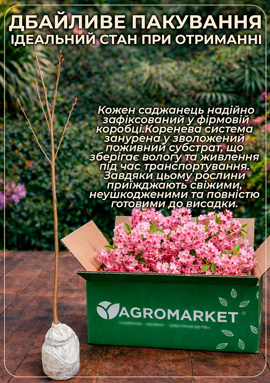 Сакура колоновидна "Аманогава" (Amanogawa) висота 100см - фото 4