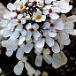 Иберис белый "Гиацинтоцветковый" (в банке) ТМ "Весна Органик" 5г