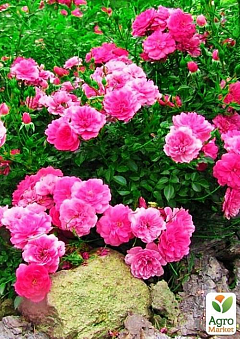 Ексклюзив! Троянда грунтопокривна насичено-рожева "Олімп" (Olympus) (саджанець класу АА +, преміальний вищий сорт)2