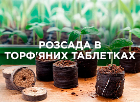 Розсада в торф’яних таблетках: правила використання | Agro-market
