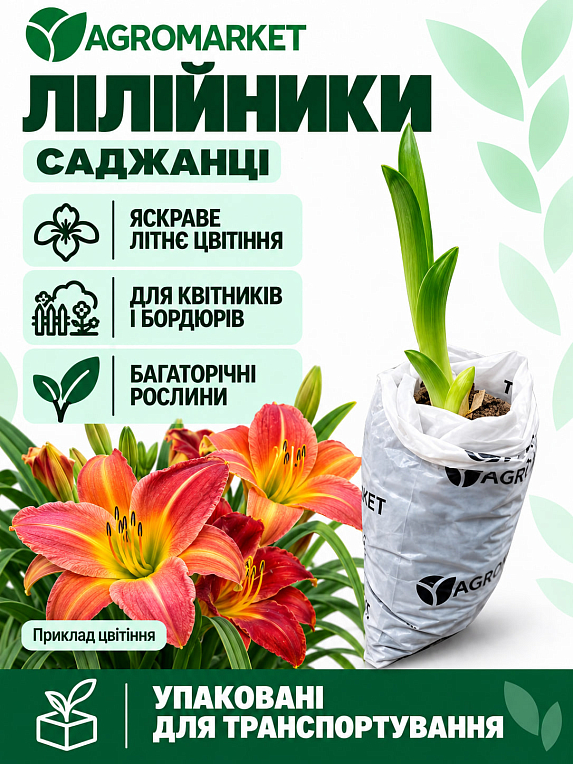 Лилейник "Moses Fire" 1шт в упаковке