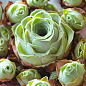 Гриновия "Green Rose"