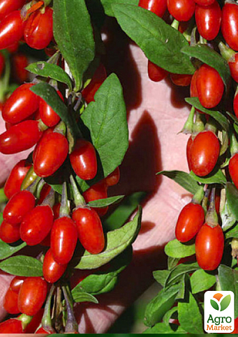 Эксклюзив! Годжи ярко-алые "Целебный" (Healing) (премиальный болезнеустойчивый сорт, неприхотлив в уходе)