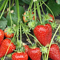 Клубника садовая "Сирия" (среднеранняя, укорененная в контейнере)