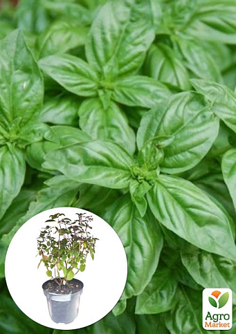 Базилик кустовой "Magic Blue" (кадочное растение, высокодекоративный куст)