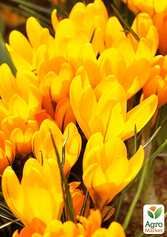 Крокус крупноцветковый "Golden Yellow" укорененный - фото 4