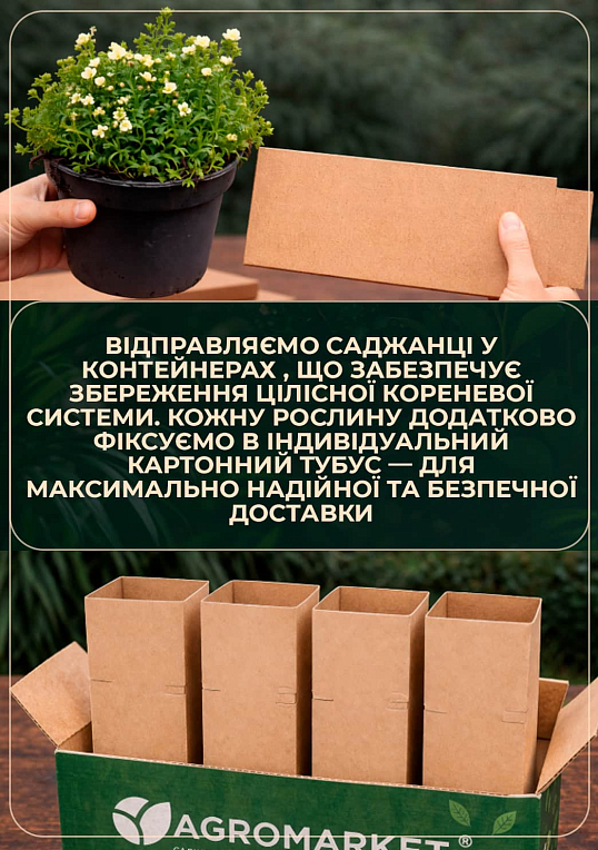 LMTD Камнеломка цветущий ковер "Peter Pan" - фото 3