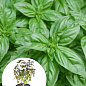 Базилик кустовой "Magic Blue" (кадочное растение, высокодекоративный куст)