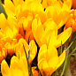 Крокус крупноцветковый "Golden Yellow" укорененный