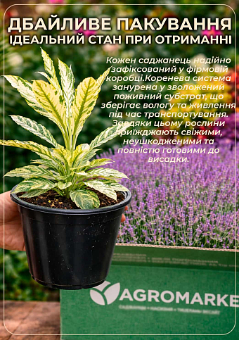 Лаванда Гібридна Sentivia "Blue Scent" - фото 4