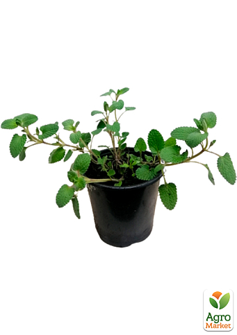 Котовник (Кошачья мята) - фото 5