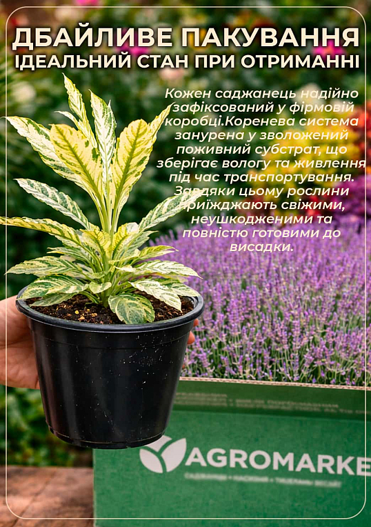 Лаванда Гібридна Sentivia "Blue Scent" - фото 4