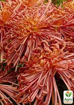 Хризантема  "Zuki" (низкорослая крупноцветковая)2