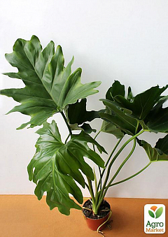 Филодендрон "Philodendron Xanadu" дм 21 см вис. 50 см2