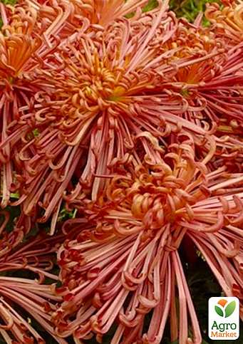 Хризантема  "Zuki" (низкорослая крупноцветковая)